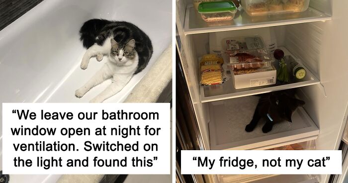 People Are Sharing Photos Of Their Best 'My House, Not My Cat' Encounters (56 New Pics)