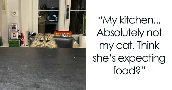 56 Times People Spotted ‘Not Their Cats’ In Their Homes (New Pics)