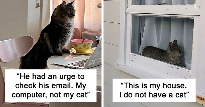 People Are Sharing Photos Of Their Best 'My House, Not My Cat' Encounters (40 New Pics)