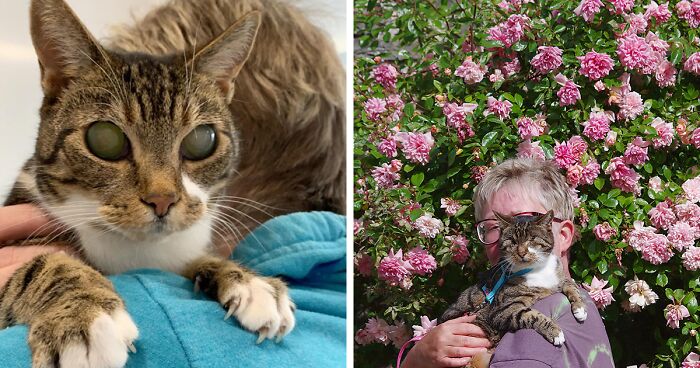 We Gave Our Blind Cat, Rescued From The Streets Of Wrexham, A Second Chance: This Is How We're Making Her Life Brighter