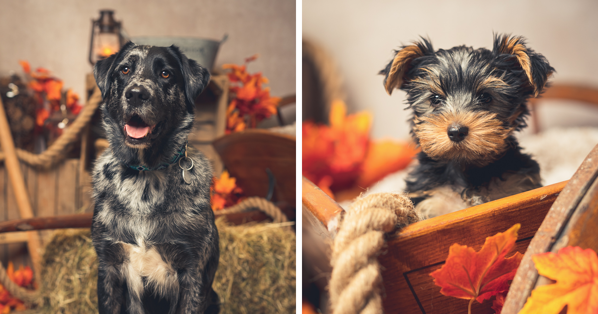 I Am A Pet Photographer, And These Are The Best Autumn Portraits I Took In My Decorated Studio (25 Pics)