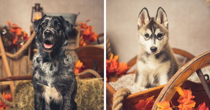 I Am A Self-Trained Photographer From France, Here Are 25 Of The Best Pet Portraits I Took To Celebrate Autumn