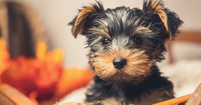 25 Pictures Of Pets In My Autumn-Like Decorated Studio I Took This Year