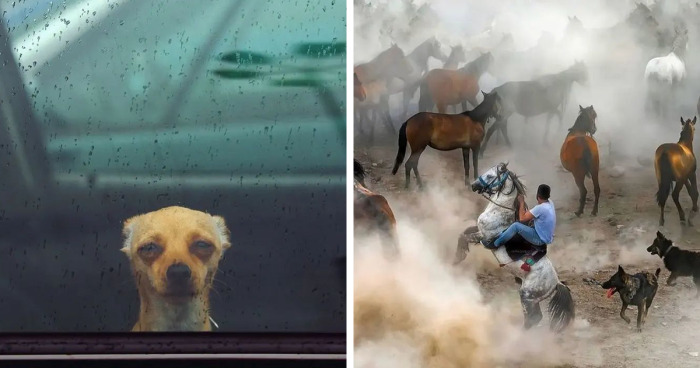 From Majestic Elephants To Playful Puppies, These Pictures Might Brighten Up Your Day (45 New Pics)