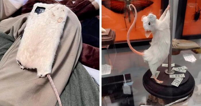 This Facebook Group Shares Pictures Of Bad Taxidermy, And Here Are 61 Of The Worst Ones