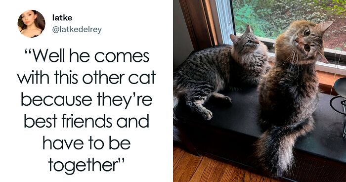 A Wholesome Twitter Thread Proves Why You Should Always Adopt Cats In Pairs (97 Pics)