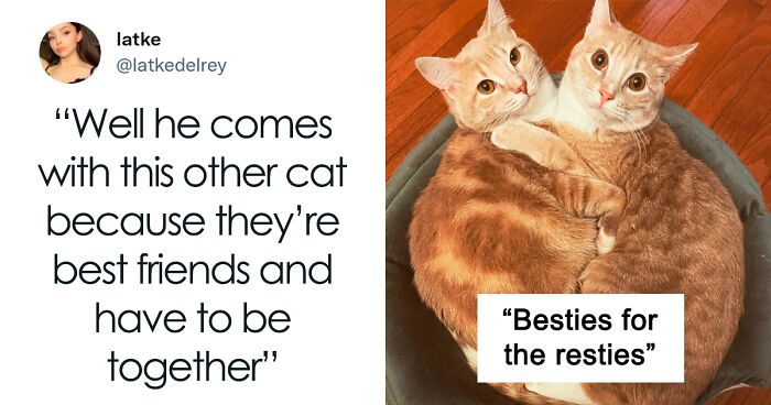 Someone Tweets About How Shelters Insist On Bonded Pairs Of Cats Staying Together, People Start Posting Their Adorable Duos (97 Pics)