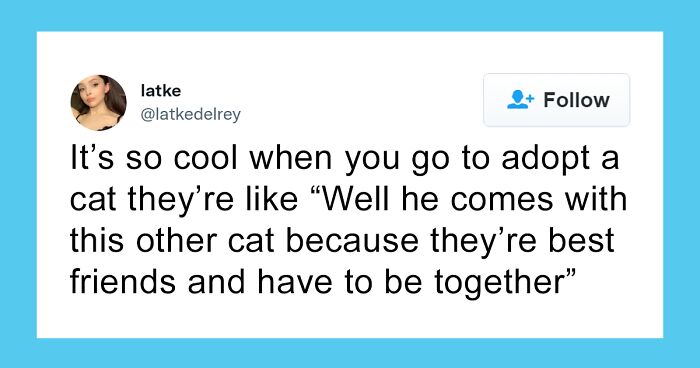 97 Wholesome Tweets To Prove Two Cats Is Better Than One, According To This Thread