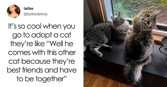 People On Twitter Are Advocating For Bonded Cat Pairs To Be Adopted Together By Sharing Pics Of Their Feline Besties