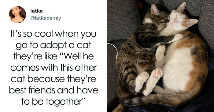 “Oh, Well, He Comes With This Other Cat”: 97 Pics Shared By Proud Cat Owners That Adopted Bonded Pairs