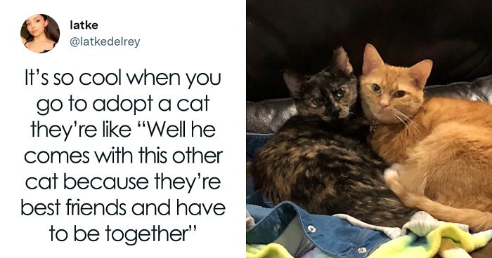 Viral Twitter Thread With Over 222K Likes Has People Showing Off Their Bonded Pairs Of Cats That They Just Had To Adopt Together (97 Pics)