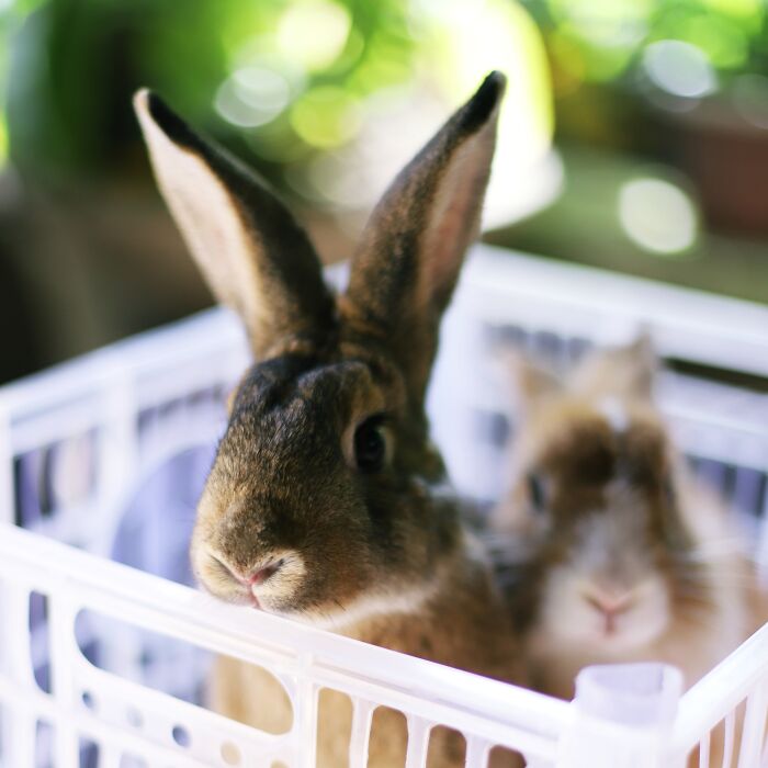 I Did A Photoshoot With Bunnies In Honor Of The Year 2023