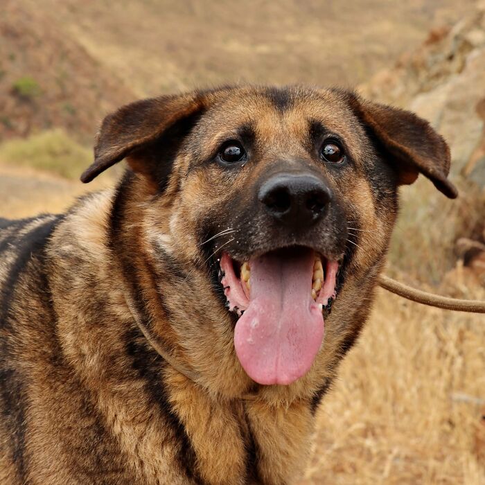 We Took 140 Dogs For A Walk During Christmas At The Adana Dog Rescue Center