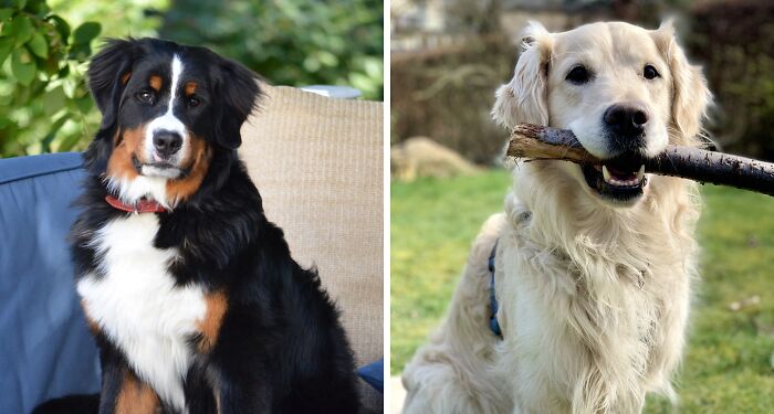 31 Best Dogs For First-Time Owners