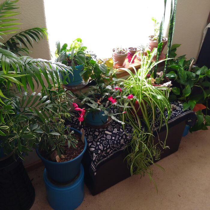 Hey Pandas, Post Your Plants