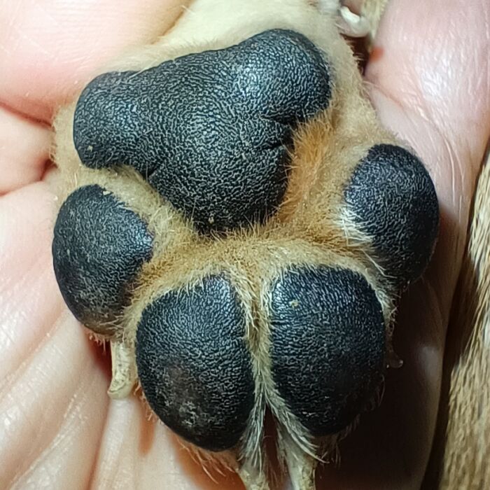 Hey Pandas, Post A Picture Of Your Furbaby’s Toe Beans (Closed)