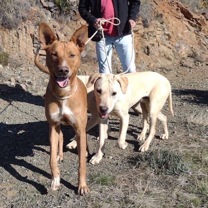 We Teach New Dogs, Using Old Tricks, At The Adana Dog Rescue Centre