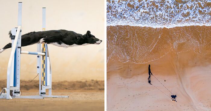 12 Of The Most Beautiful Shots, As Selected By The Dog Photographer Of The Year 2022 Awards