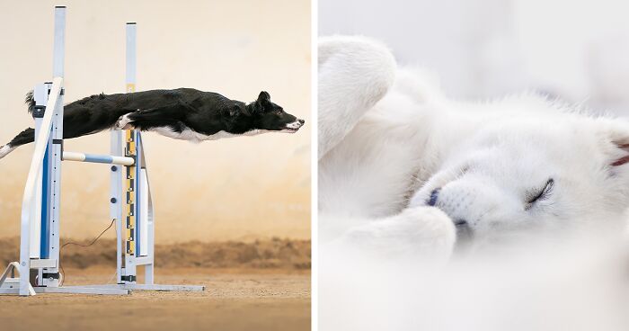 Dog Photography Awards 2022: 12 Winning Shots Taken By Talented Photographers From All Over The World