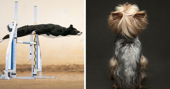 Dog Photography Awards 2022: 12 Of The Most Beautiful Shots