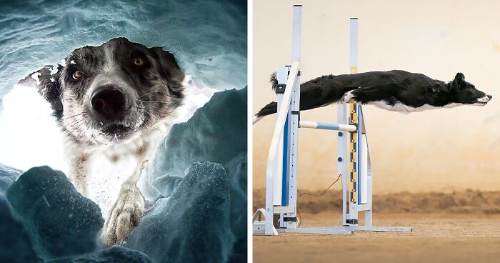 12 Of The Most Beautiful Shots, As Selected By The Dog Photographer Of The Year 2022 Awards