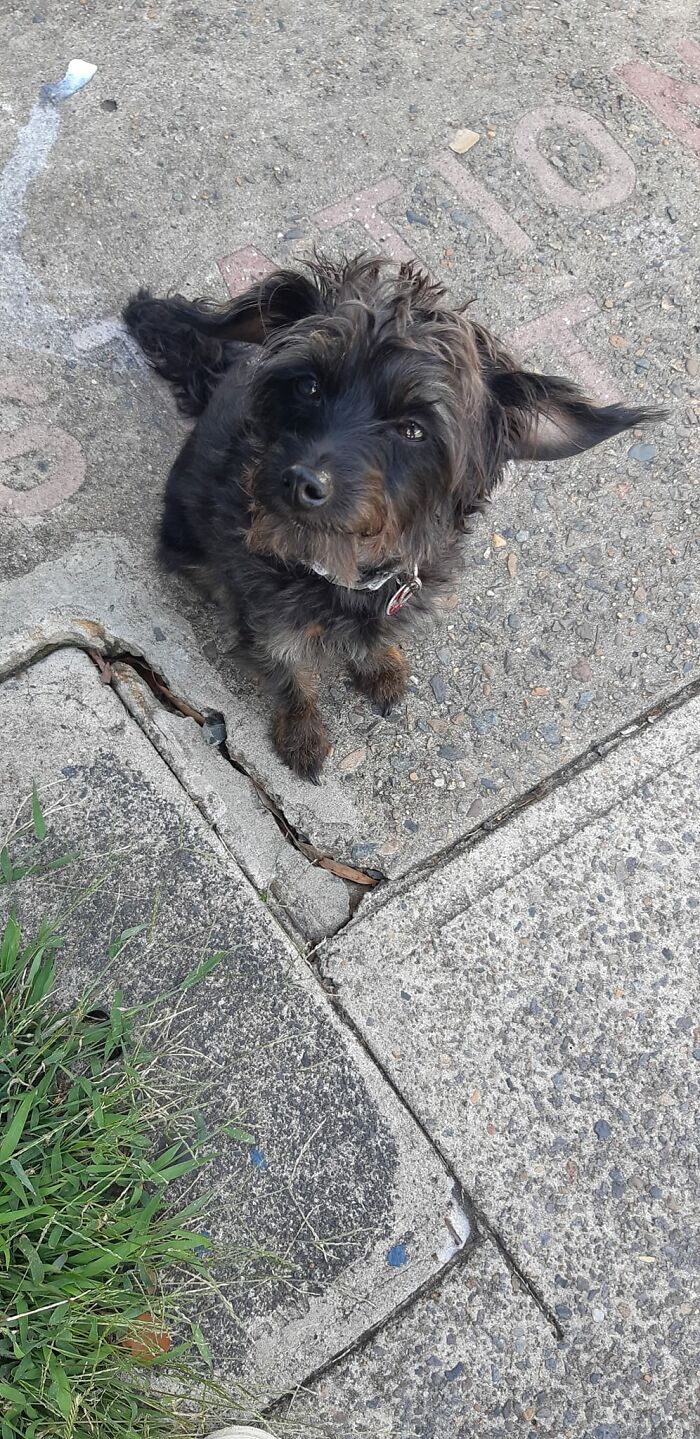 This Good Boi Was Sitting Patiently Outside A Cafe With No Leash For Ages. Getting To Pat This Cutie Made Up For The Fact That There Was A Big Group Of Christians Who Had Just Come From Church And Said Homophobic Stuff To Two Queers Who Were Holding Hands. For Reference I'm Also Queer And In The Inner West Of Sydney Which Is Full Of Queers, So This Was Unexpected For Here. I Made Sure To Check They Were Ok After One Of The Men Went Right Up To Them To Spout Hateful Stuff. People Can Suck, But Dogs Always Make Things Better