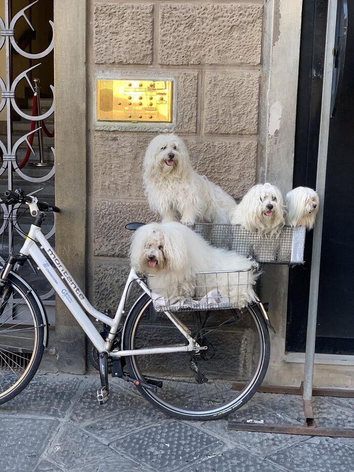 Florence Floofs