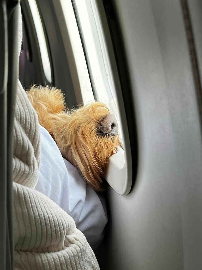 It’s Always Fun To See A Sweet Face Peeking Back At You From The Seat Ahead. Didn’t Catch The Name, But Did Get A Little Kiss On My Hand When I Was Putting My Tray Table Up