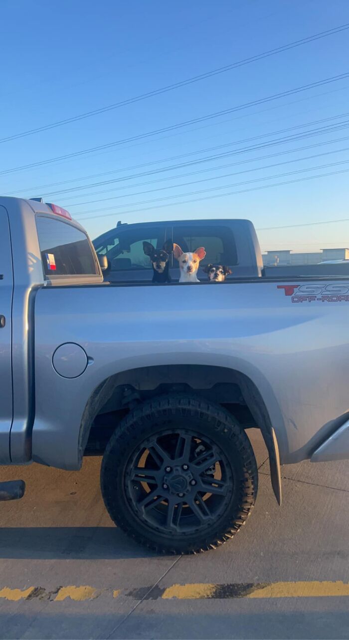 Could Not Spot My Car, But Could Spot These Cuties In My H‑e‑b Grocery Parking Lot