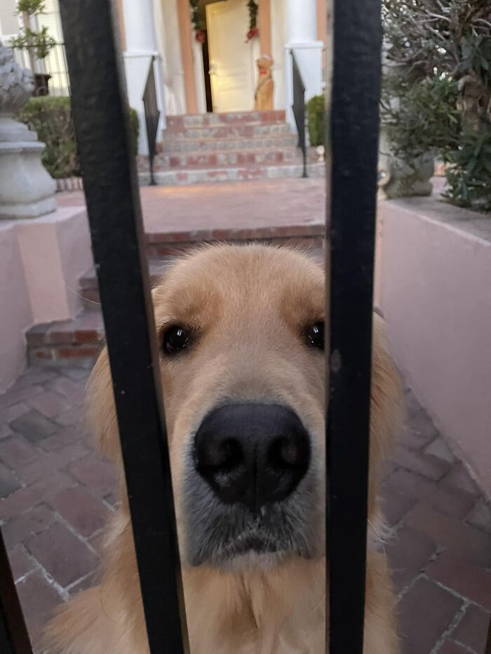 Met This Very Good Boy On A Walk. On The Front Porch There’s A Statue Of Him In A Santa Hat. Was Very Happy To Get Scritches