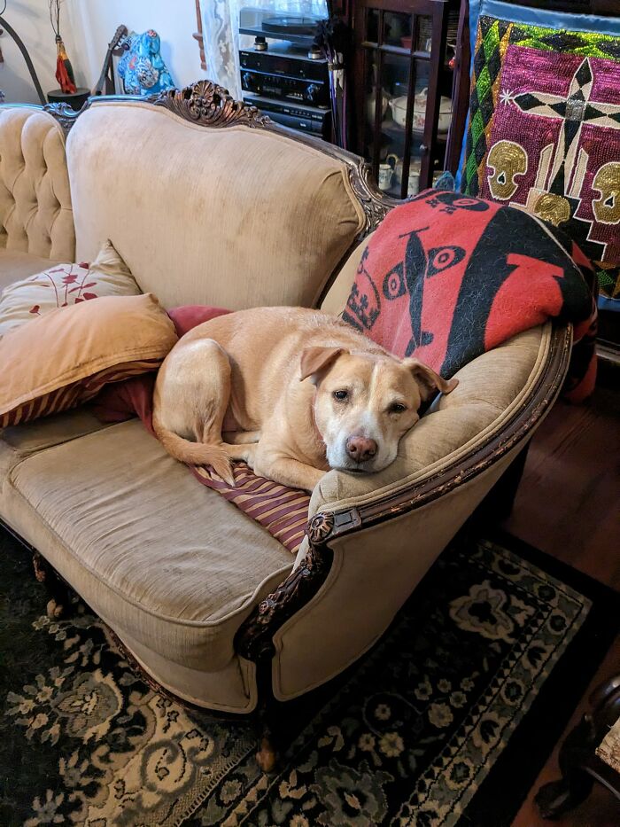 Our New Orleans Airbnb Comes With A Pair Of Excellent Puppers. Here's Boggs - His Friend Is A Tripod Who Won't Stop Wiggling Enough To Take A Photo