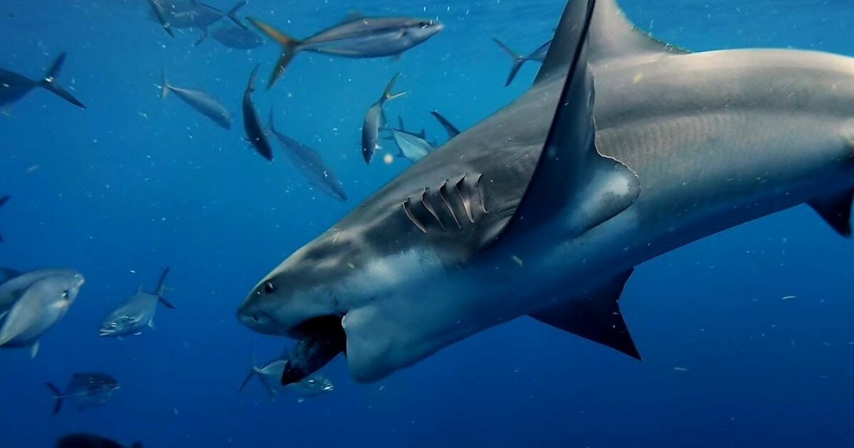 Diver's photo captures eerie beauty of reef sharks