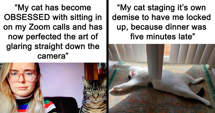 Facebook Page Shows What Having A Cat Is Like With These 99 Memes