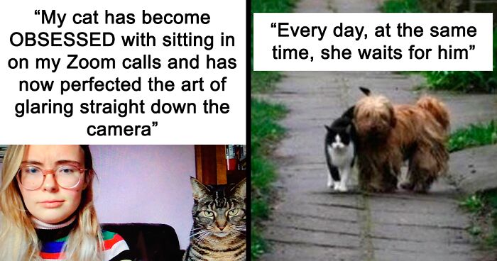 Life With Cats Depicted Through 99 Hilariously Relatable Memes By This Facebook Page