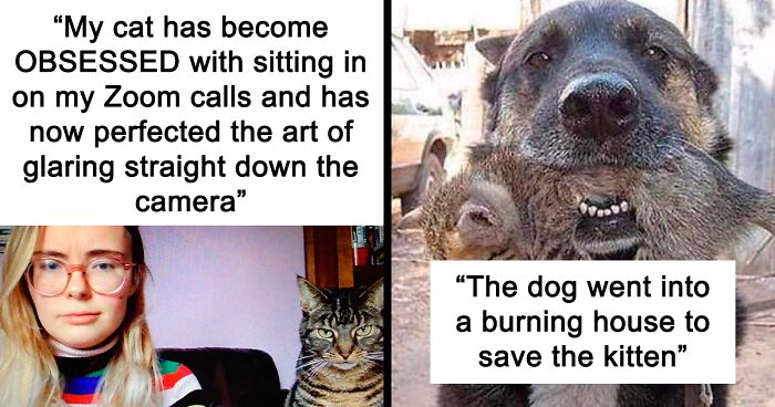 99 Cat Memes That Sum Up The Reality Of Living With One