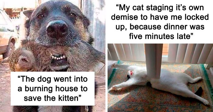 99 Memes Most Cat Owners Might Find Painfully Relatable