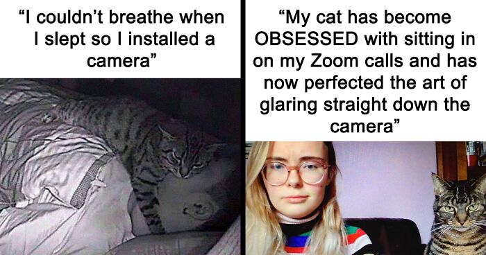 99 Hilarious Cat Memes You May Want To Tag Your Cat In, As Shared On This Facebook Page