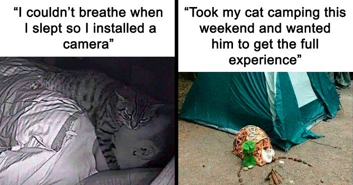 99 Hilariously Relatable Cat Memes Shared On 