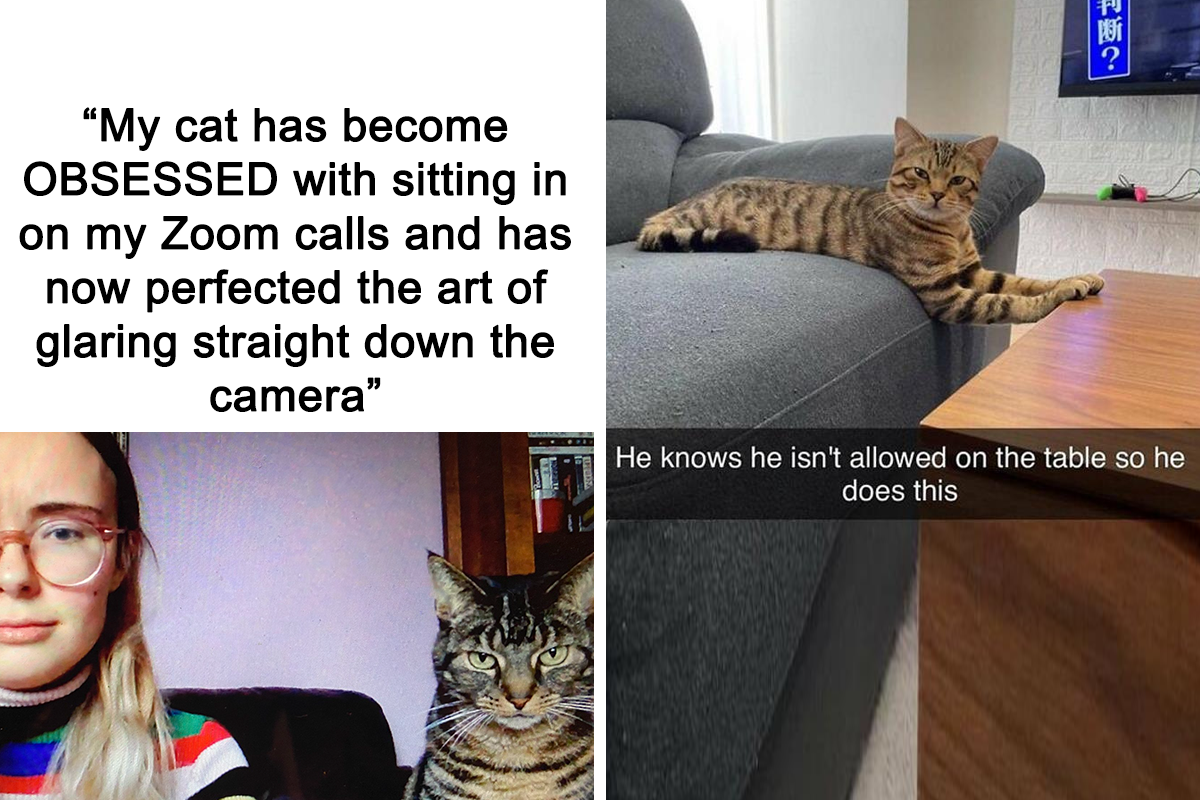 Bruh cats face cat : r/memes