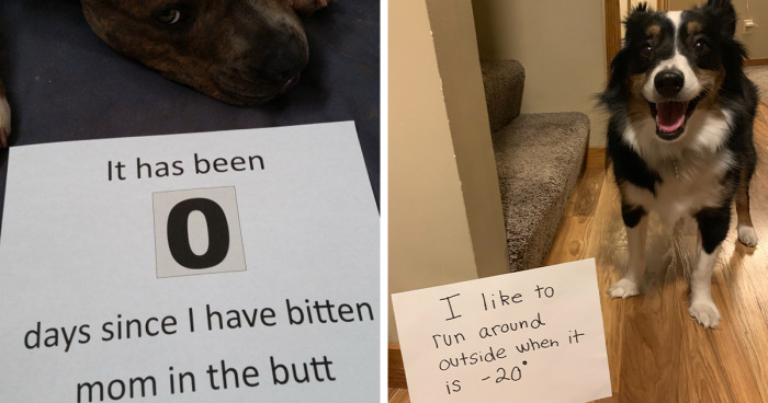 139 Times Dog Owners Couldn't Help But Shame Their Furry Friends For Their Crimes