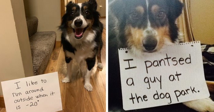 139 Funny Times This Twitter Page Publicly Shamed Naughty Dogs Online