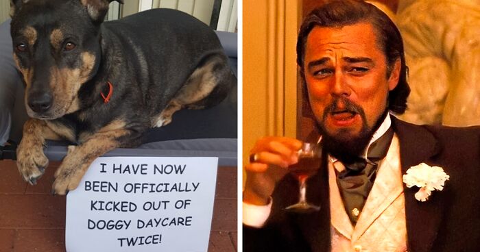 139 Funny Dogs That Got Shamed Publicly For Being Naughty