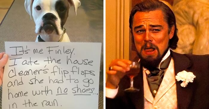 139 Dogs That Got Hilariously Shamed For Something Cheeky They Did