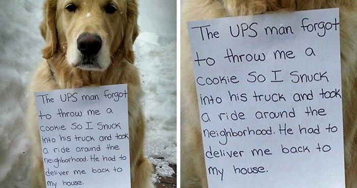 This Twitter Page Is Shaming Naughty Dogs, And Here Are 139 Of The Worst Good Boys Ever