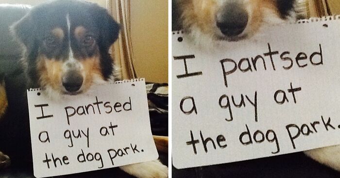 139 Times Naughty Dogs Got Shamed For Their Crimes On This Twitter Page