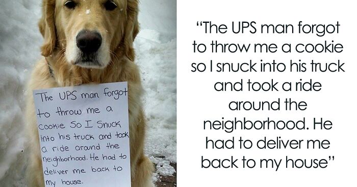 139 Times Dogs Did Something Cheeky And Got Hilariously Shamed On This Twitter Page