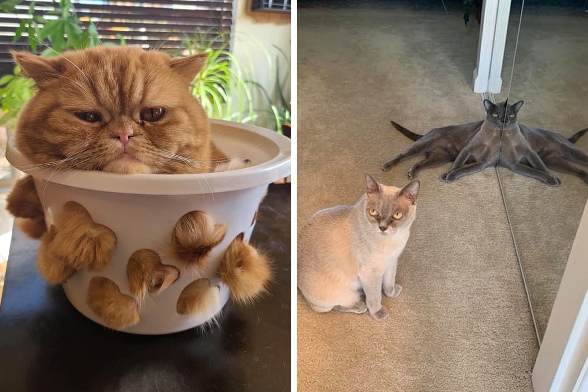 50 Times Cats Cracked Their Owners Up By Acting Like Total Weirdos, As  Shared On This Twitter Page (New Pics)