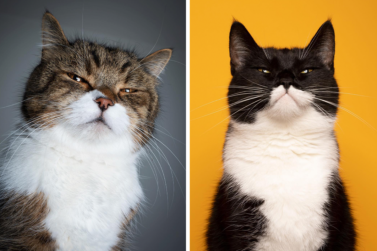 These Surprised Cats Are Sure To Give You A Good Laugh