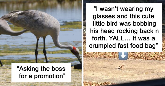 110 Times Bird Photography Went Wrong And The Results Ended Up On This Hilarious Online Group