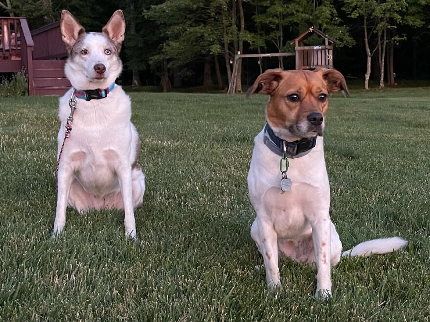 Luba & Bindi Waiting For The Deer To Return